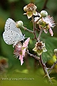 Macro Butterfly (40D_10644_1rid)